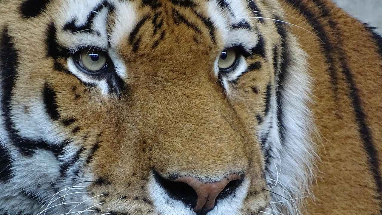 Key Players of Clemson Tigers