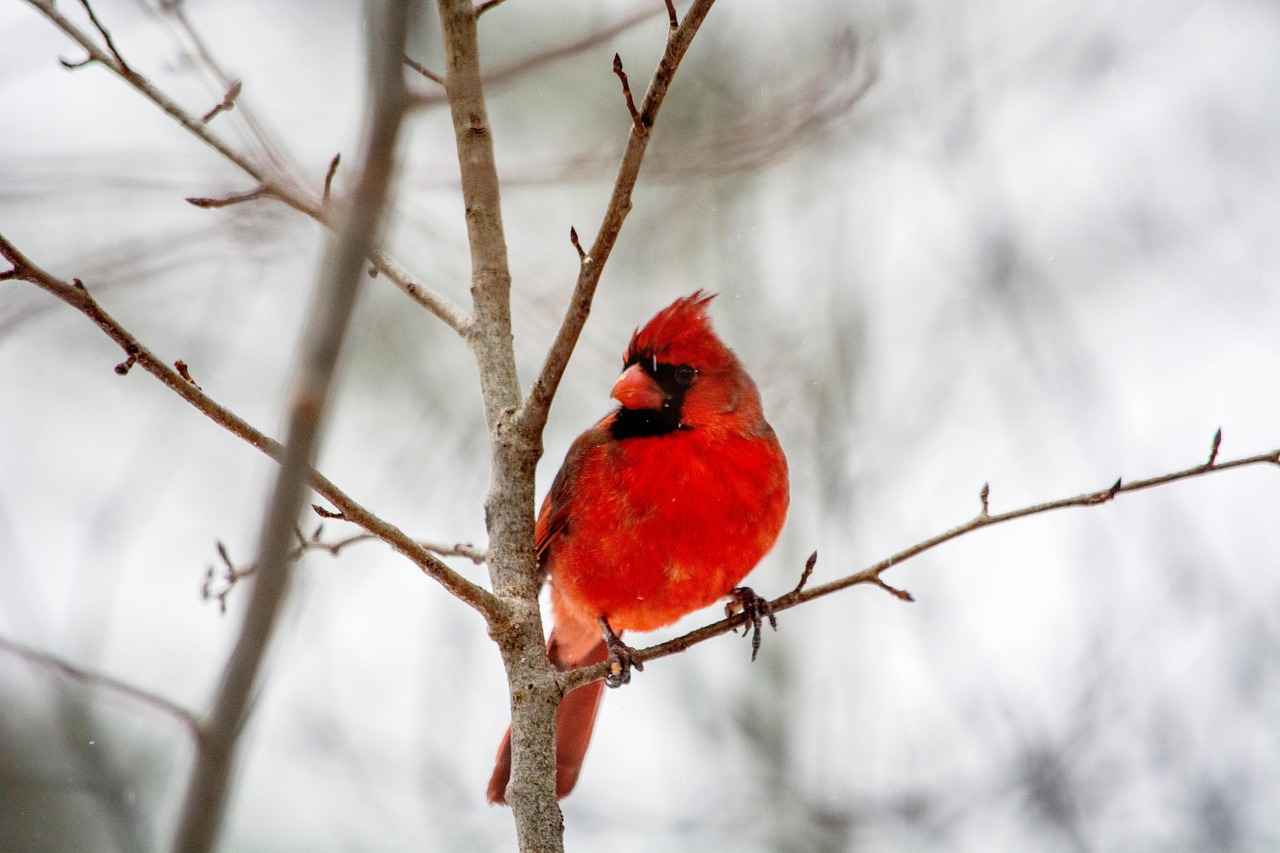 Special Teams Contributions