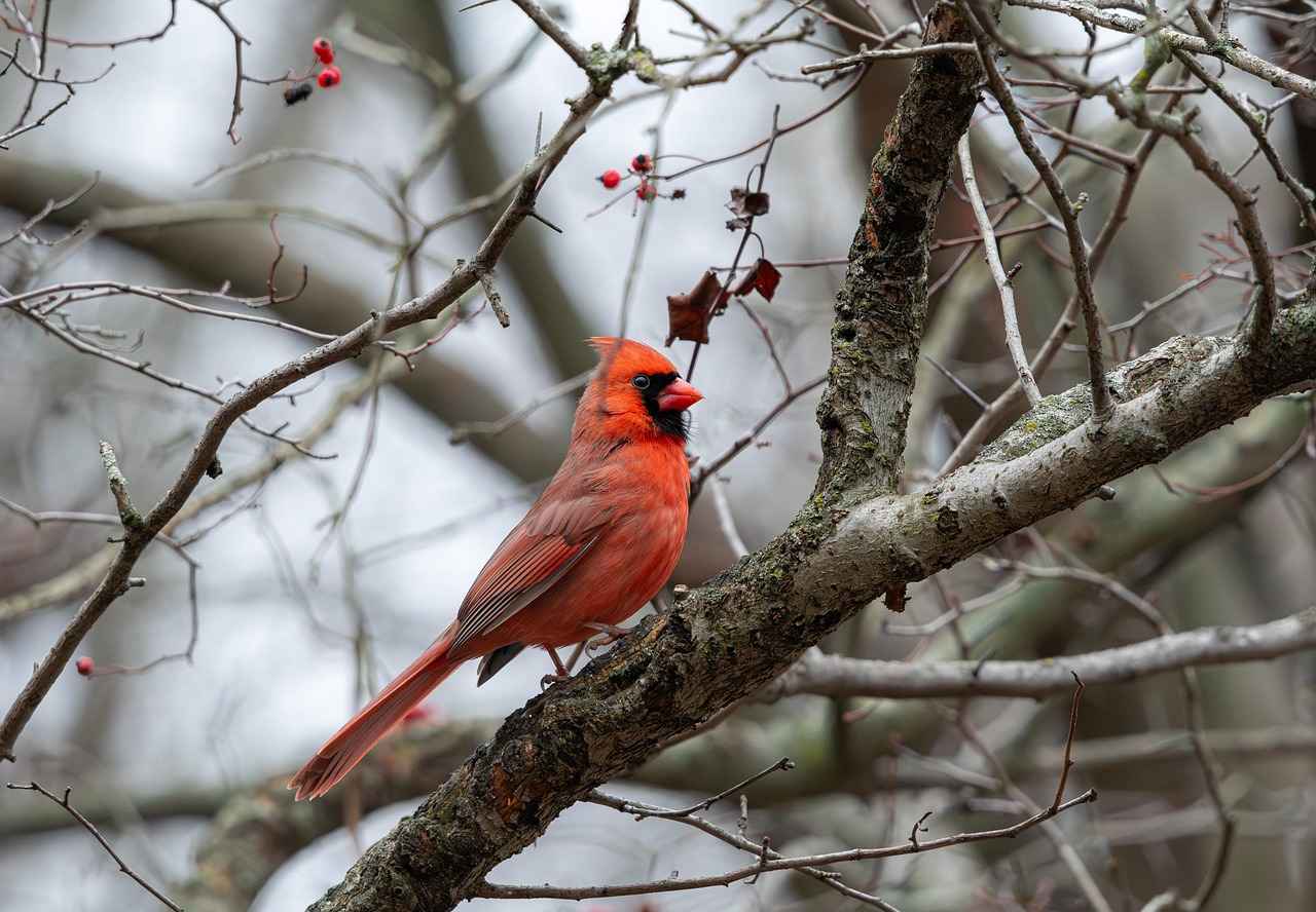 Quarterback Showdown