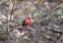 Arizona Cardinals vs Washington Commanders Match Player Stats Arizona Cardinals vs Washington Commanders Match Player Stats