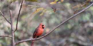 Arizona Cardinals vs Washington Commanders Match Player Stats Arizona Cardinals vs Washington Commanders Match Player Stats
