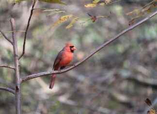 Arizona Cardinals vs Washington Commanders Match Player Stats Arizona Cardinals vs Washington Commanders Match Player Stats