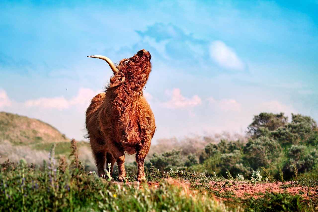 Defensive Stats: Buffalo Bulls