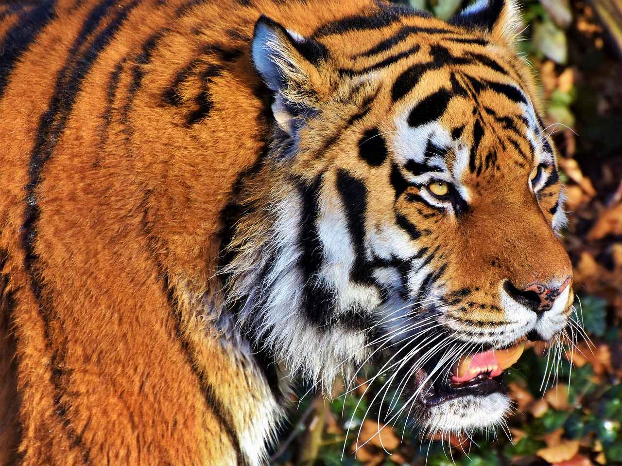 Overview of the Detroit Tigers Season