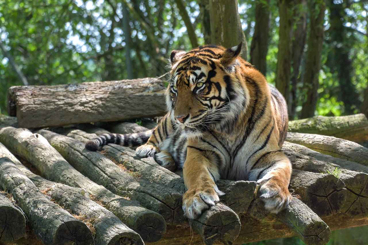 Overview of the Detroit Tigers