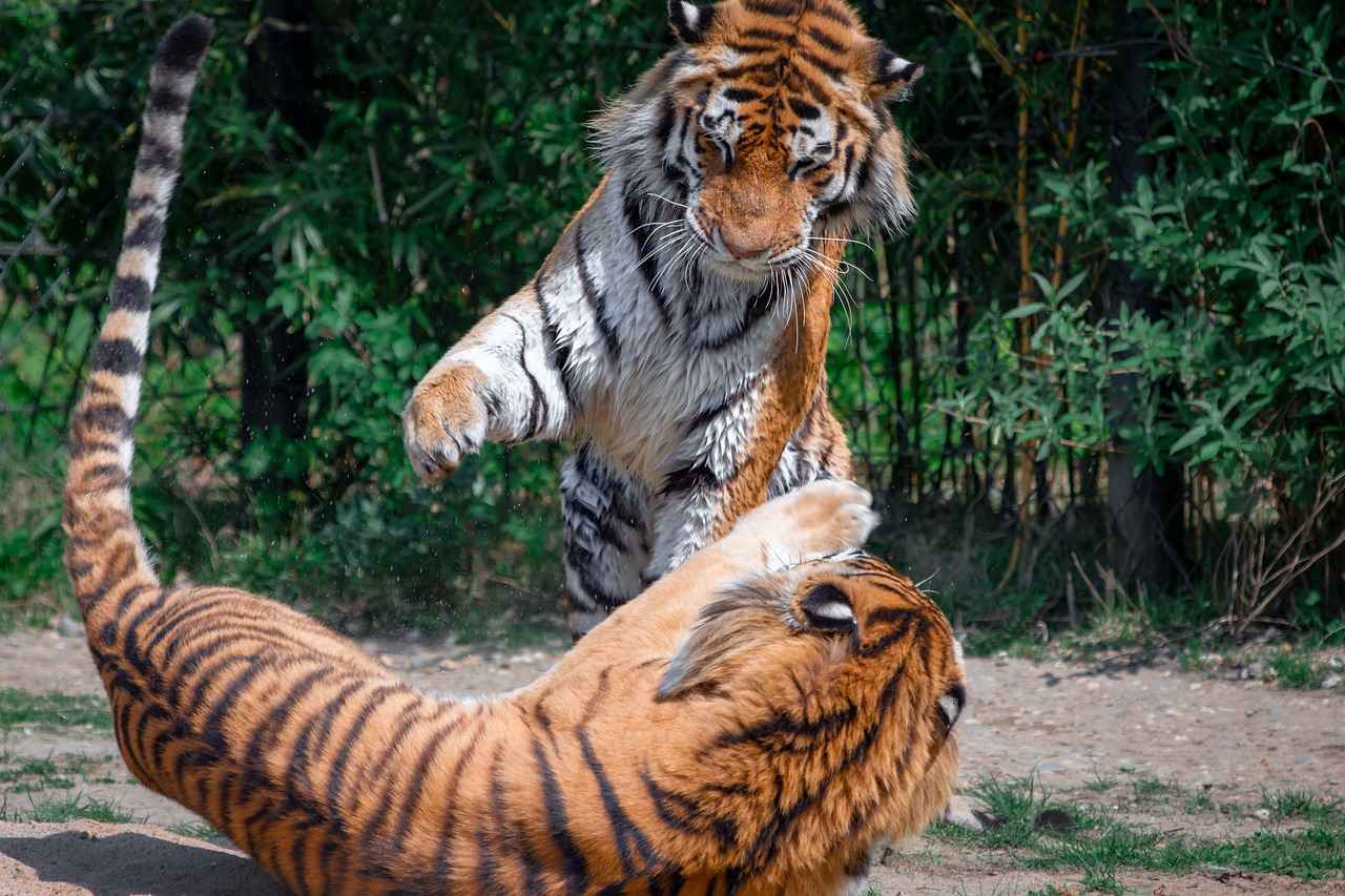 Historical Context of Rivalry