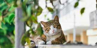 Maccabi Tel Aviv F.C. Vs FC Porto Lineups Maccabi Tel Aviv F.C. Vs FC Porto Lineups