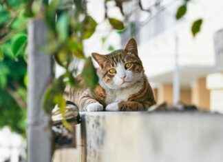 Maccabi Tel Aviv F.C. Vs FC Porto Lineups Maccabi Tel Aviv F.C. Vs FC Porto Lineups