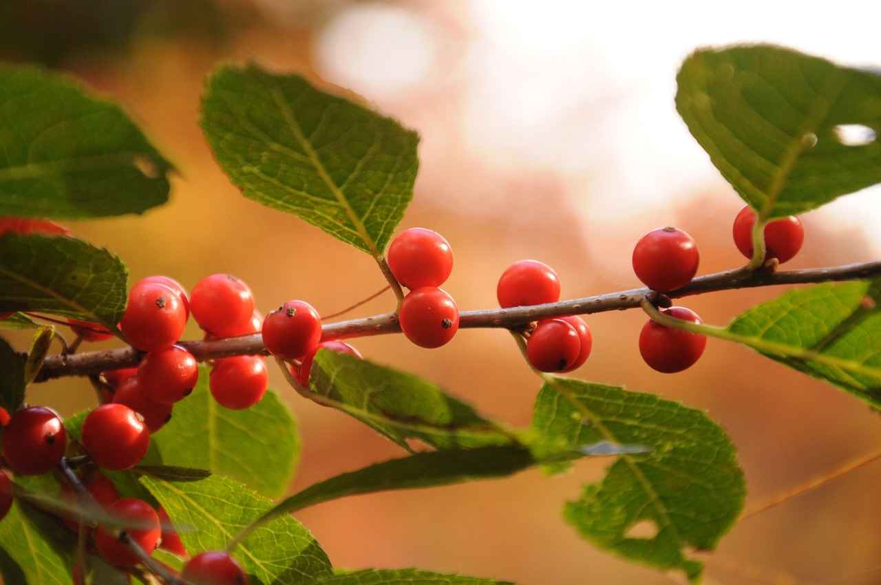 Overview of the Match