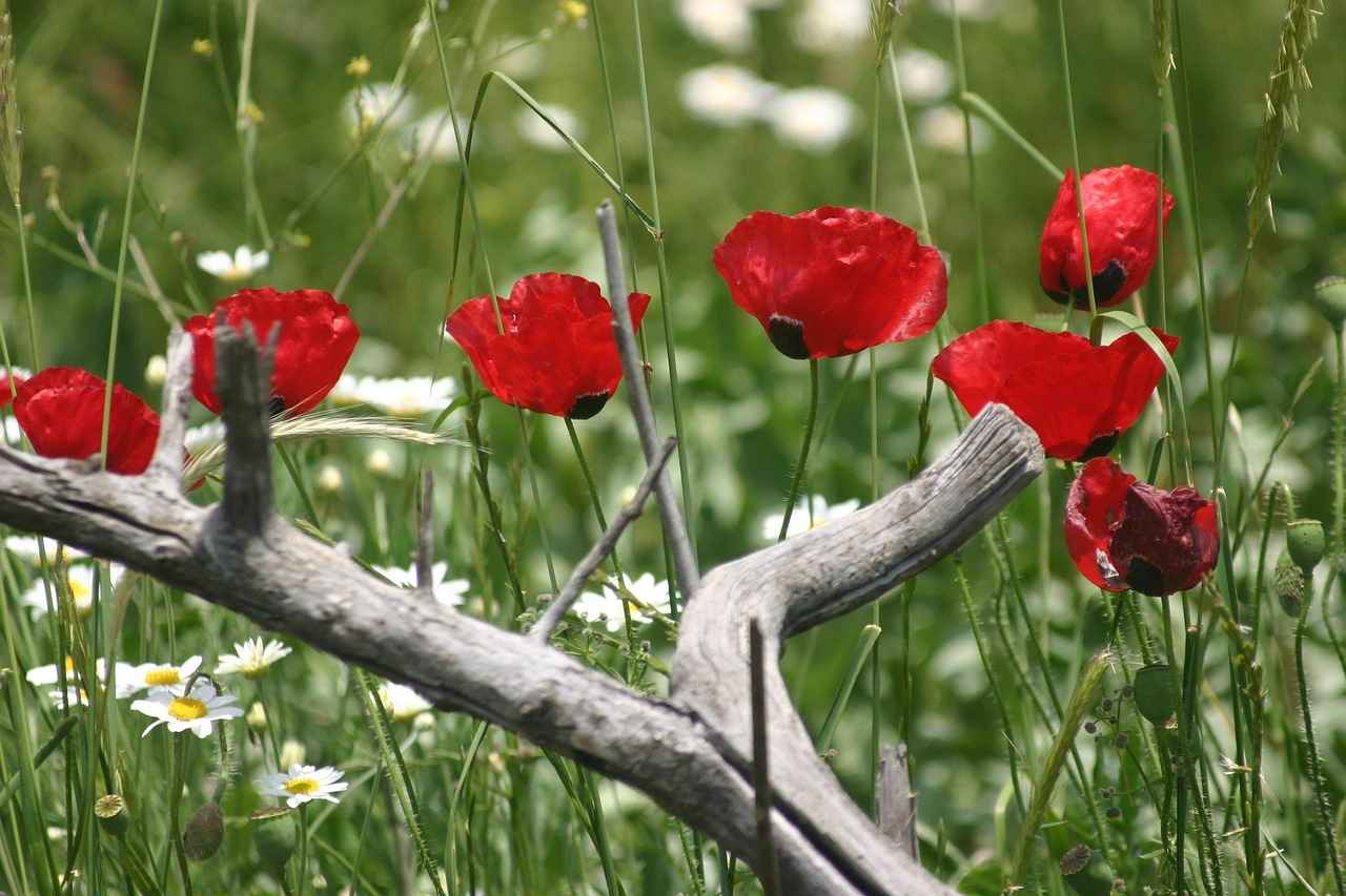 Future Prospects for Both Teams